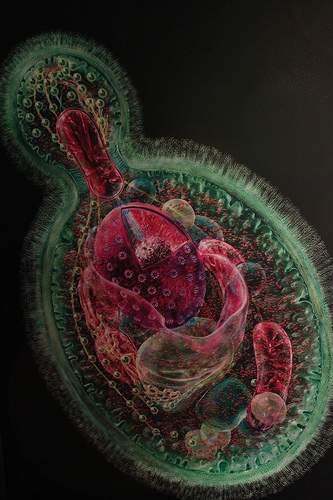 Yeast Cell http://freeimagefinder.com/detail/5561507098