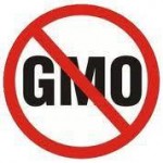 gmo