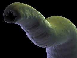 Sugah hookworm