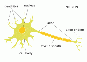 Neuron