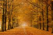 autumnforestpic
