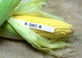 gmoblog-gmo-corn-disguised-as-organic-corn