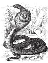 cobra