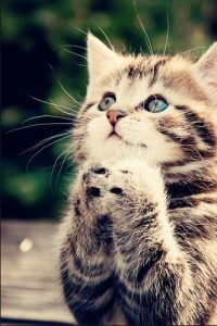 praying kitty