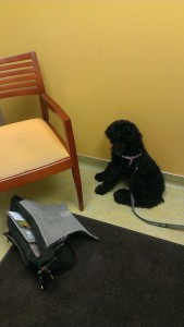 puppy at vet