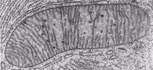 mitochondrion