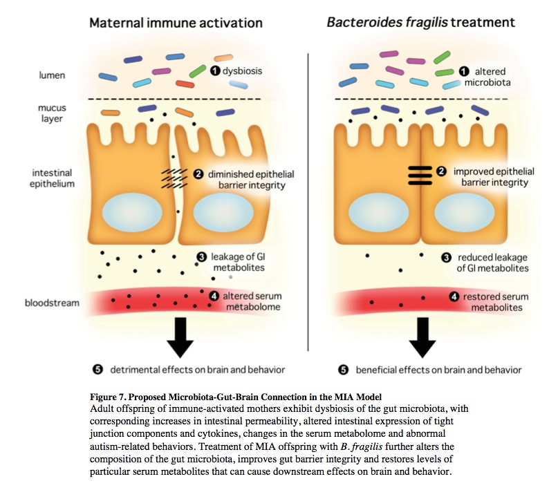 MIA-Dysbiosis-illustration