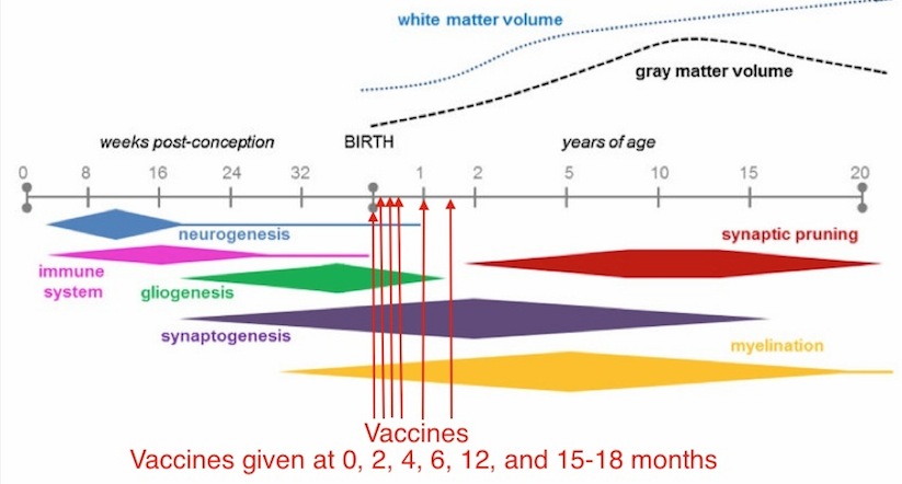 brain-dev-timeline-text